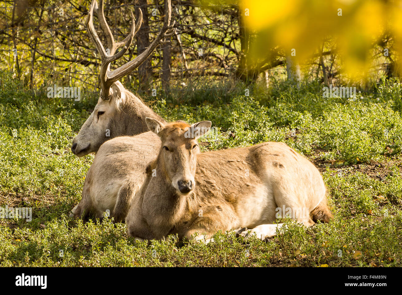 Pere David Deer, männlich und weiblich, ruhen auf dem Boden die Herbstsonne genießen. Stockfoto