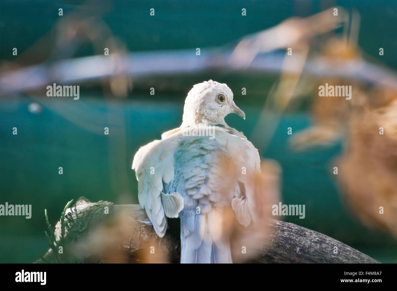 Ring-Necked Taube blickt zurück auf die Kamera, während verbleibenden auf einer Niederlassung thront. Stockfoto