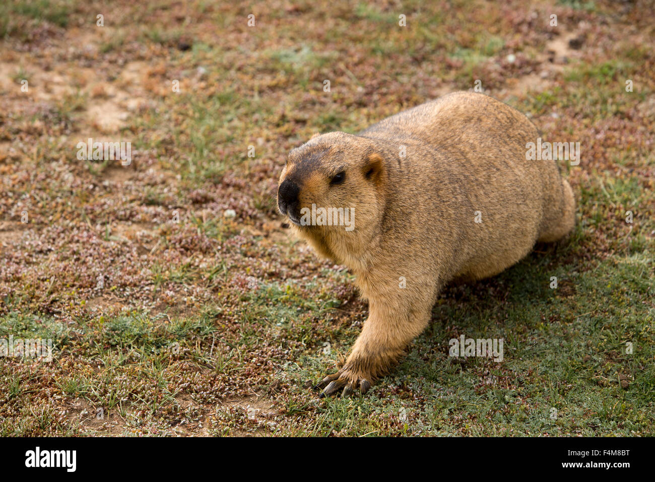 Himachal Pradesh, Indien, Sarchu, Tierwelt, Himalaya-Murmeltier, Marmota Himalayana Stockfoto