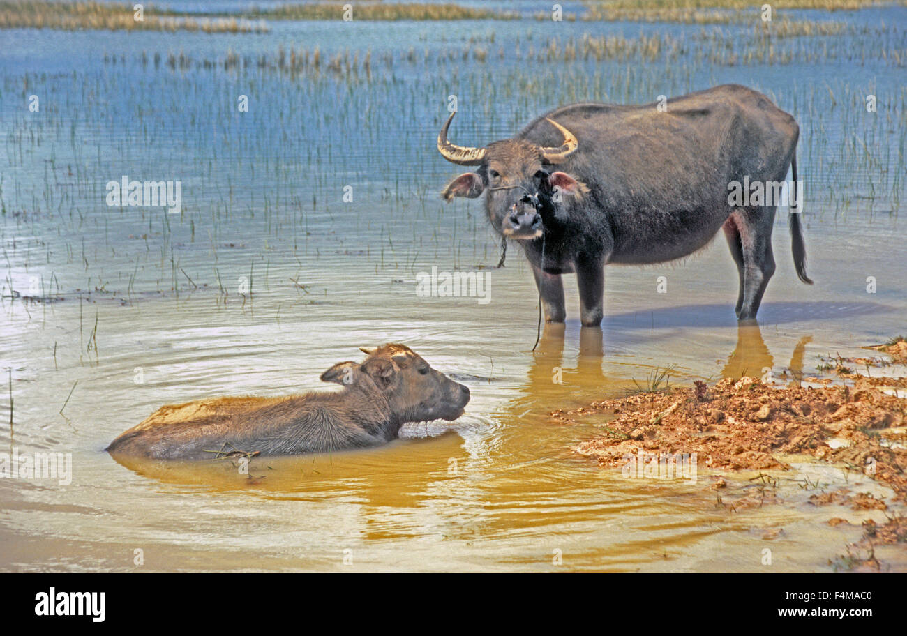 Kambodscha Wasserbüffel und Kalb zwischen Siem Reap nach Ghnom Penh auf Route 6 Stockfoto