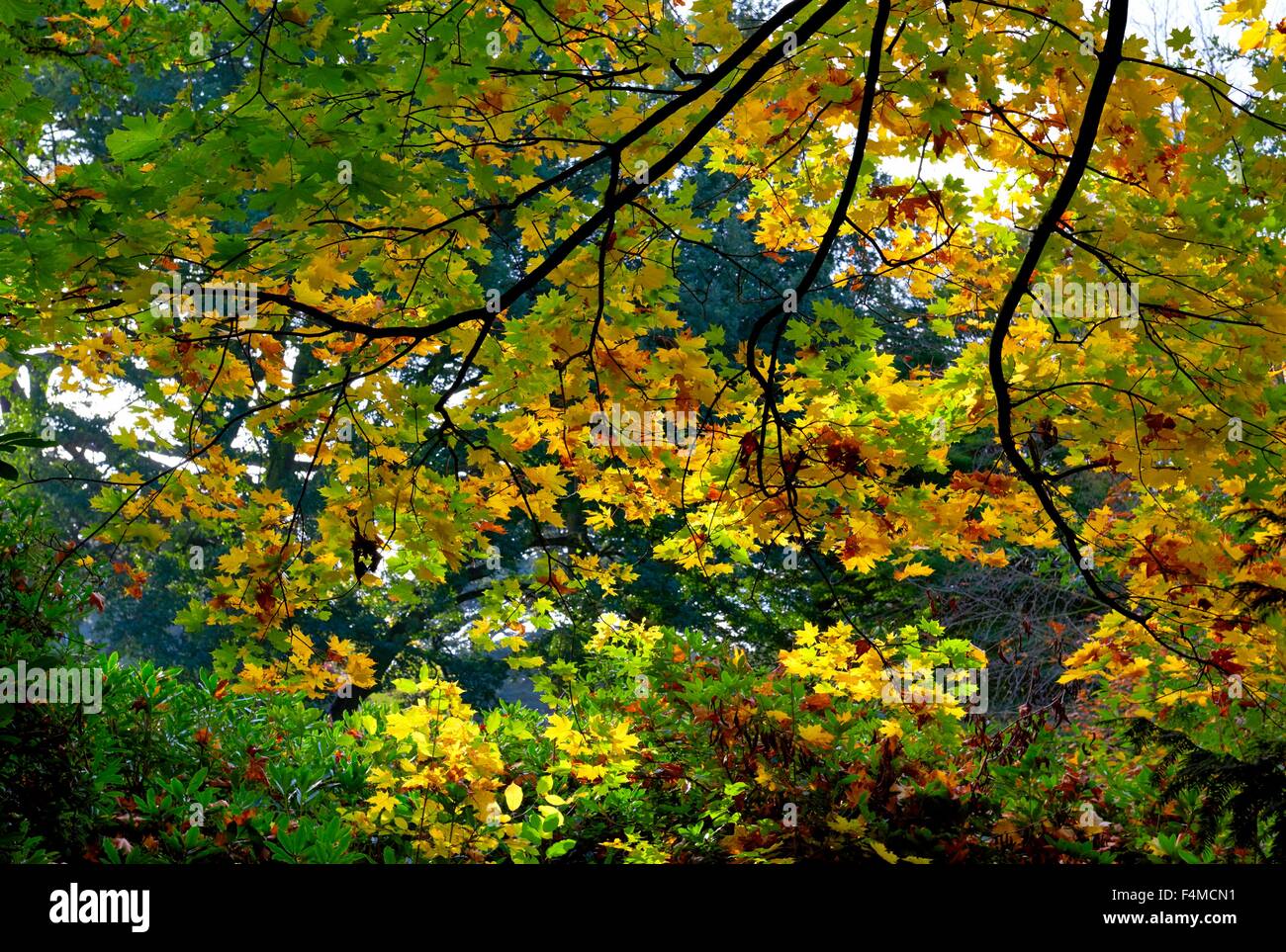 Eine Decke von Herbstlaub Stockfoto