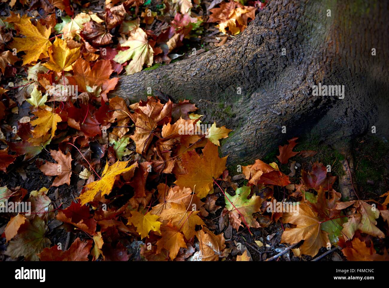 Herbstlaub auf dem Boden rund um einen Baumstamm Stockfoto