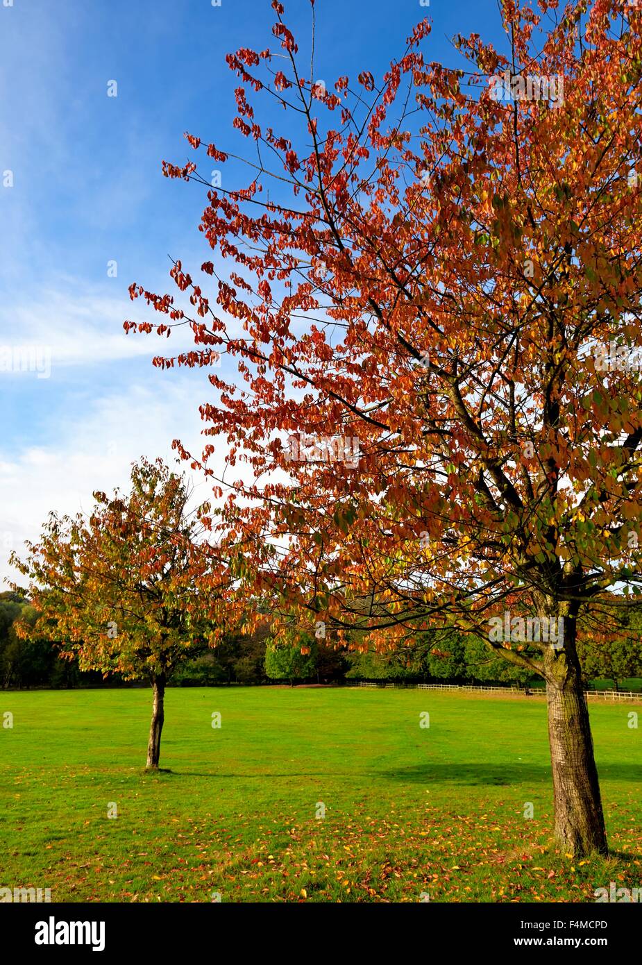 Herbstliche Bäume im Park Wollaton Nottingham UK Stockfoto