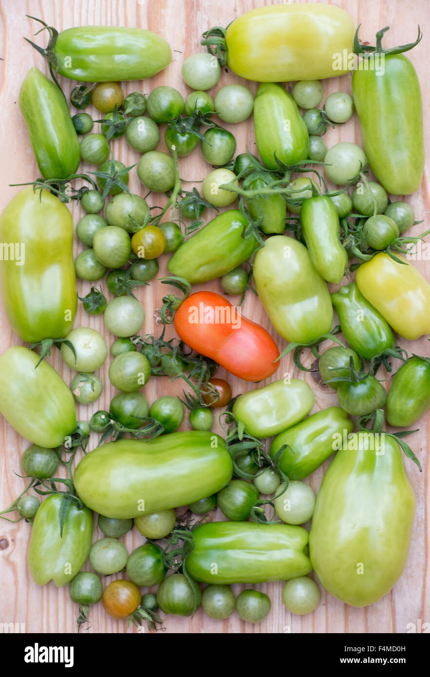 Grüne Tomaten auf Holz Stockfoto