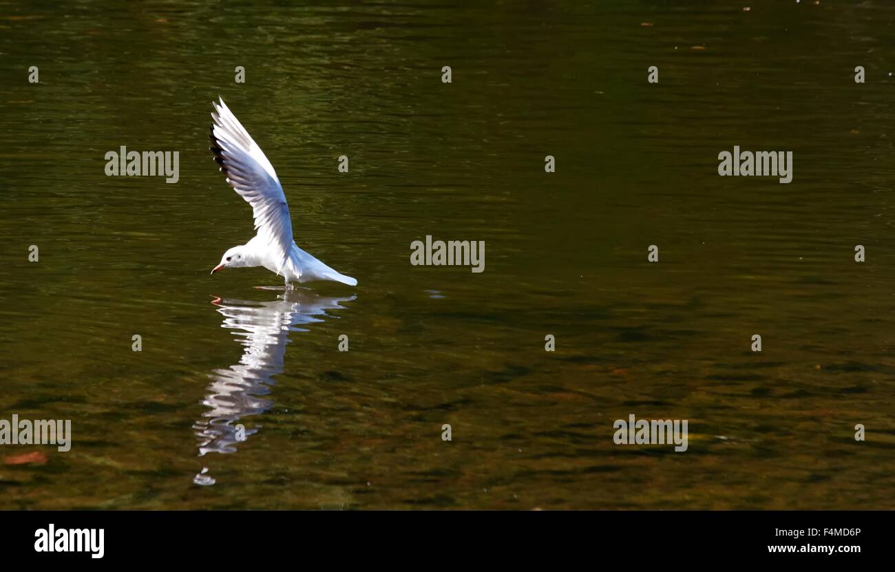 Eine schwarze Spitze Möwe Landung in einem See. Wollaton Park Nottingham England UK Stockfoto