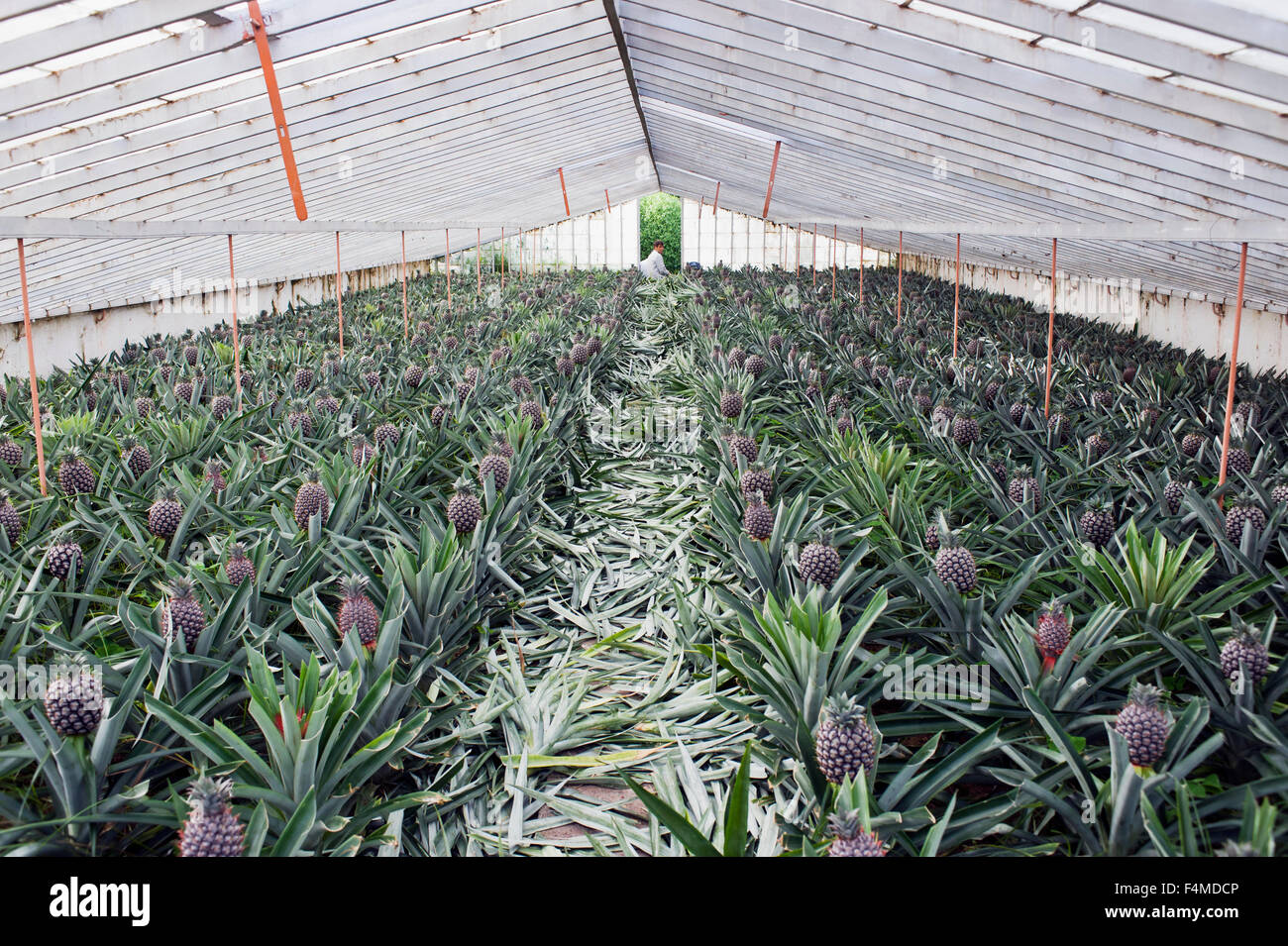 Ananas anbau Fotos und Bildmaterial in hoher Auflösung Alamy