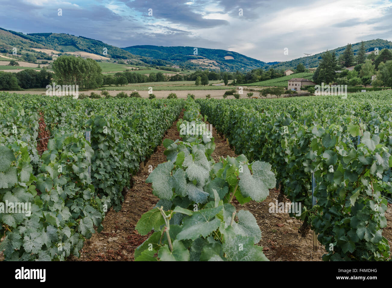Reihen von Weinreben in Burgund. Juli, 2105. Burgund, Frankreich Stockfoto