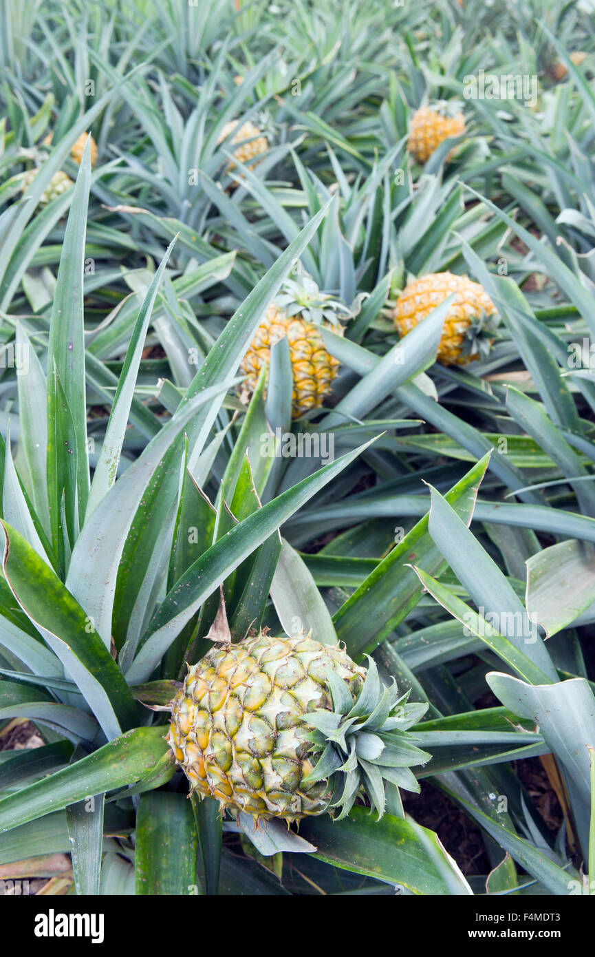 Ananas anbau Fotos und Bildmaterial in hoher Auflösung Alamy