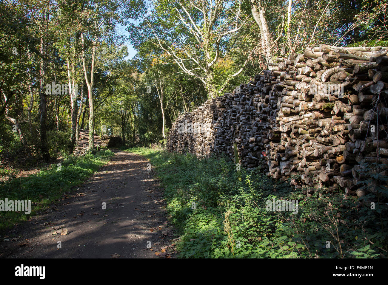 Protokoll-Stapel in Sussex Wald Stockfoto