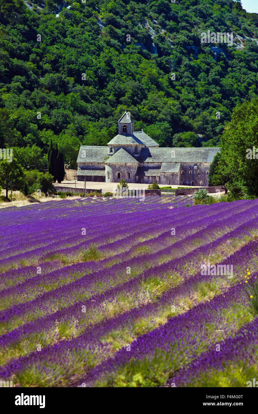 Abbaye Notre Dame de Senanque Zisterzienserorden Gordes Departement Vaucluse Frankreich Europa Stockfoto