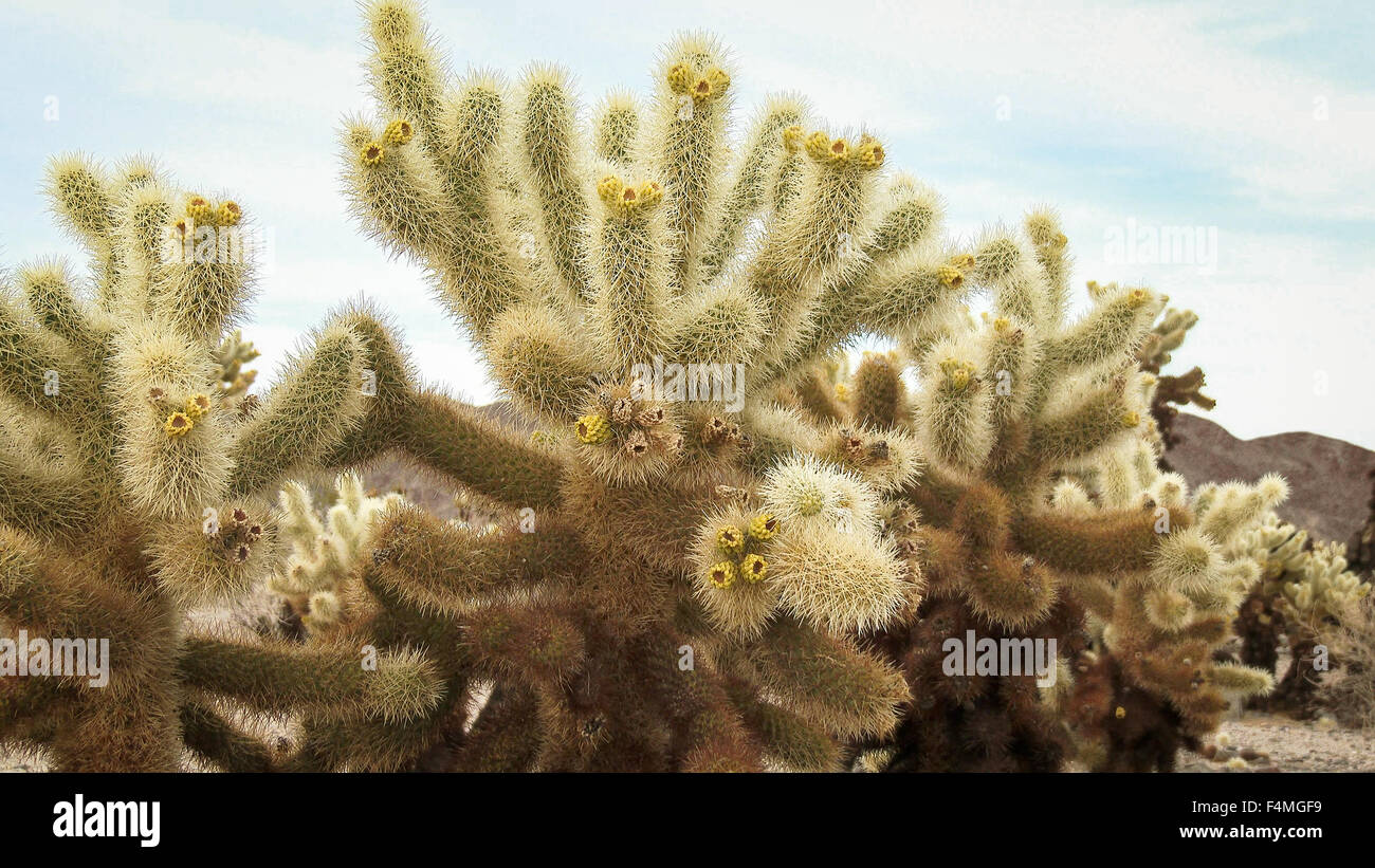 Close up, Cholla Cactus Garden, Joshua Tree Nationalpark Stockfoto