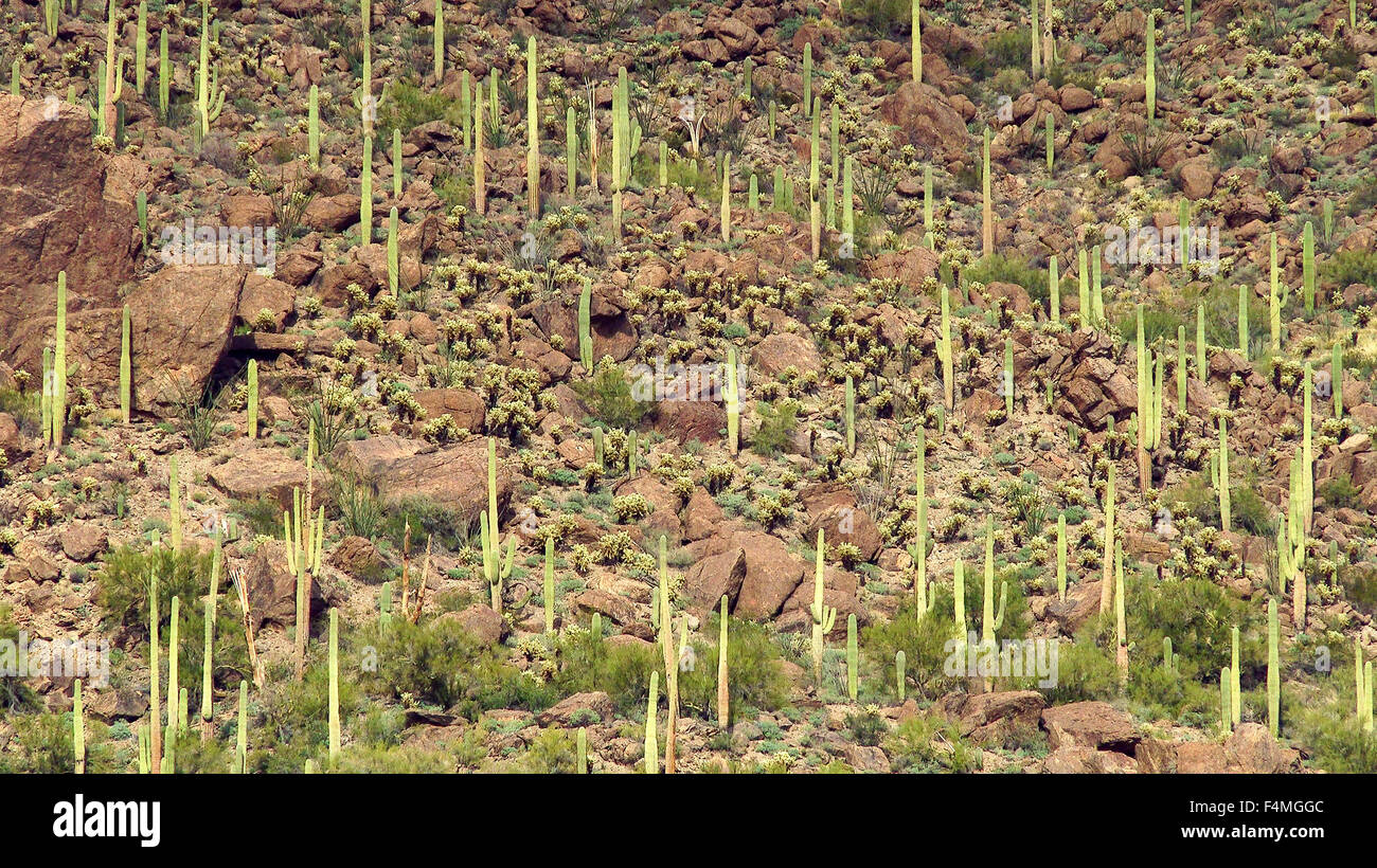 Saguaro bedeckten Hügel in Tucson, Arizona Stockfoto