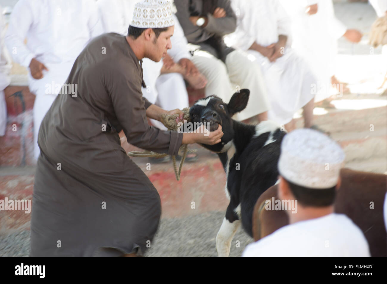 Omanische Mann kämpft mit einer Kuh in Nizwa Donnerstag Markttag. Nizwah ist berühmt für seine lebhaften Souk und Vieh Markt. Stockfoto