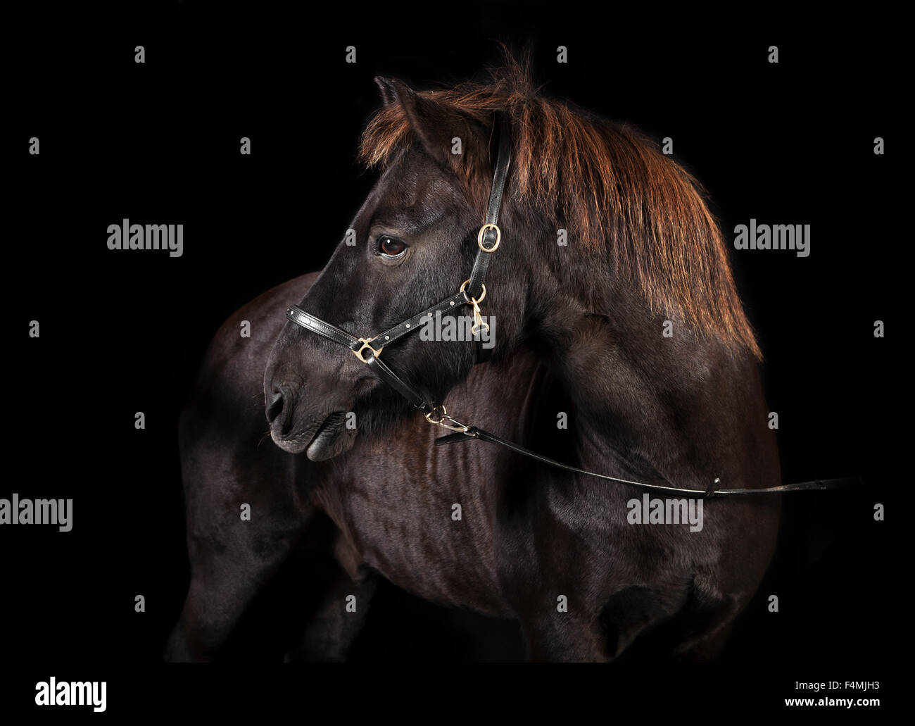 schwarzen Pony mit isländischen Zaum im Studio vor schwarzem Hintergrund Stockfoto