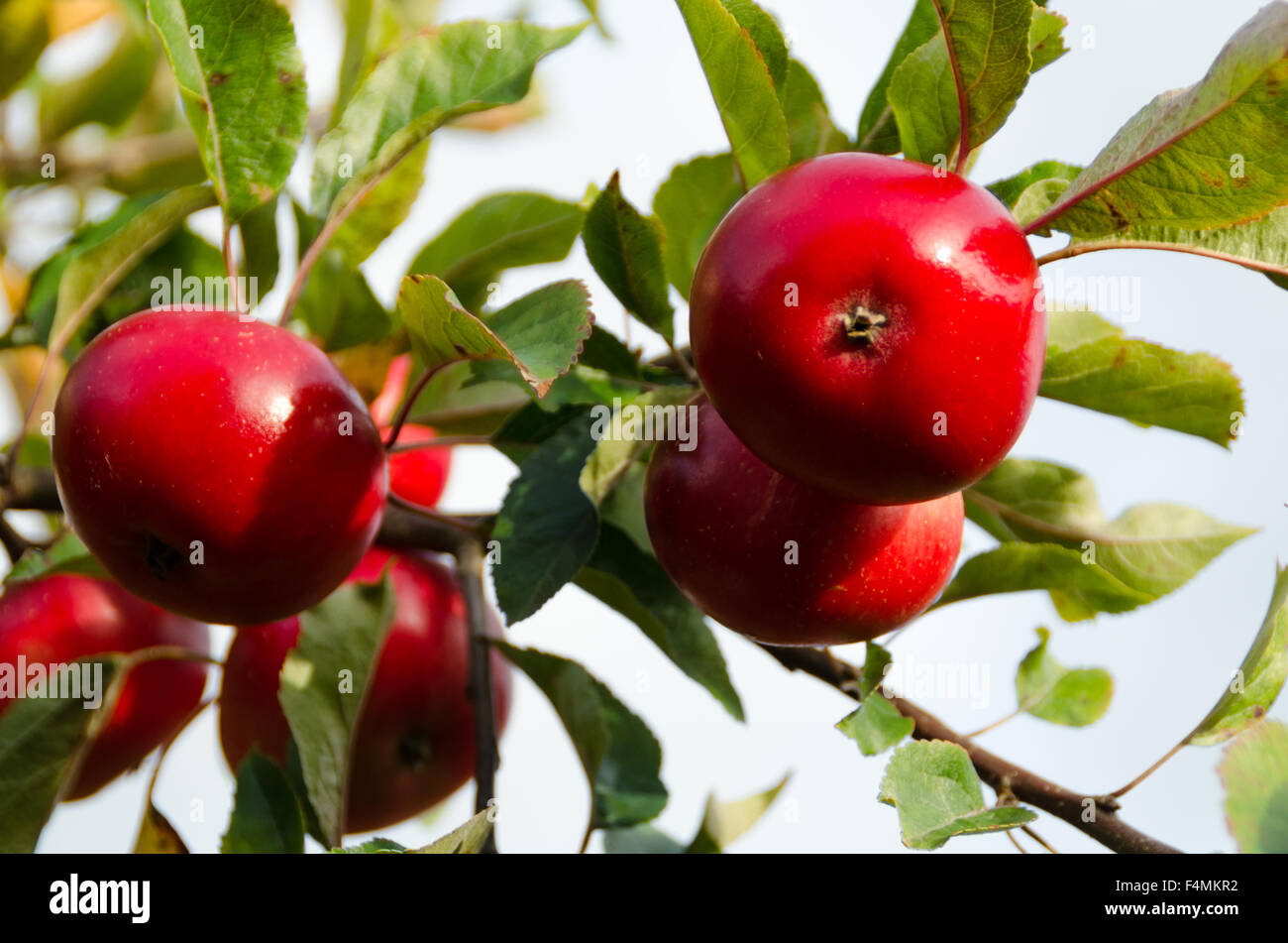 Roten Entdeckung Äpfel Baum Früchte wachsen wächst glänzend Stockfoto