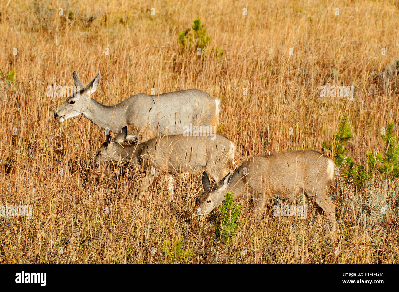 Maultier-Rotwild, Yellowstone NP, Wyoming, USA Stockfoto