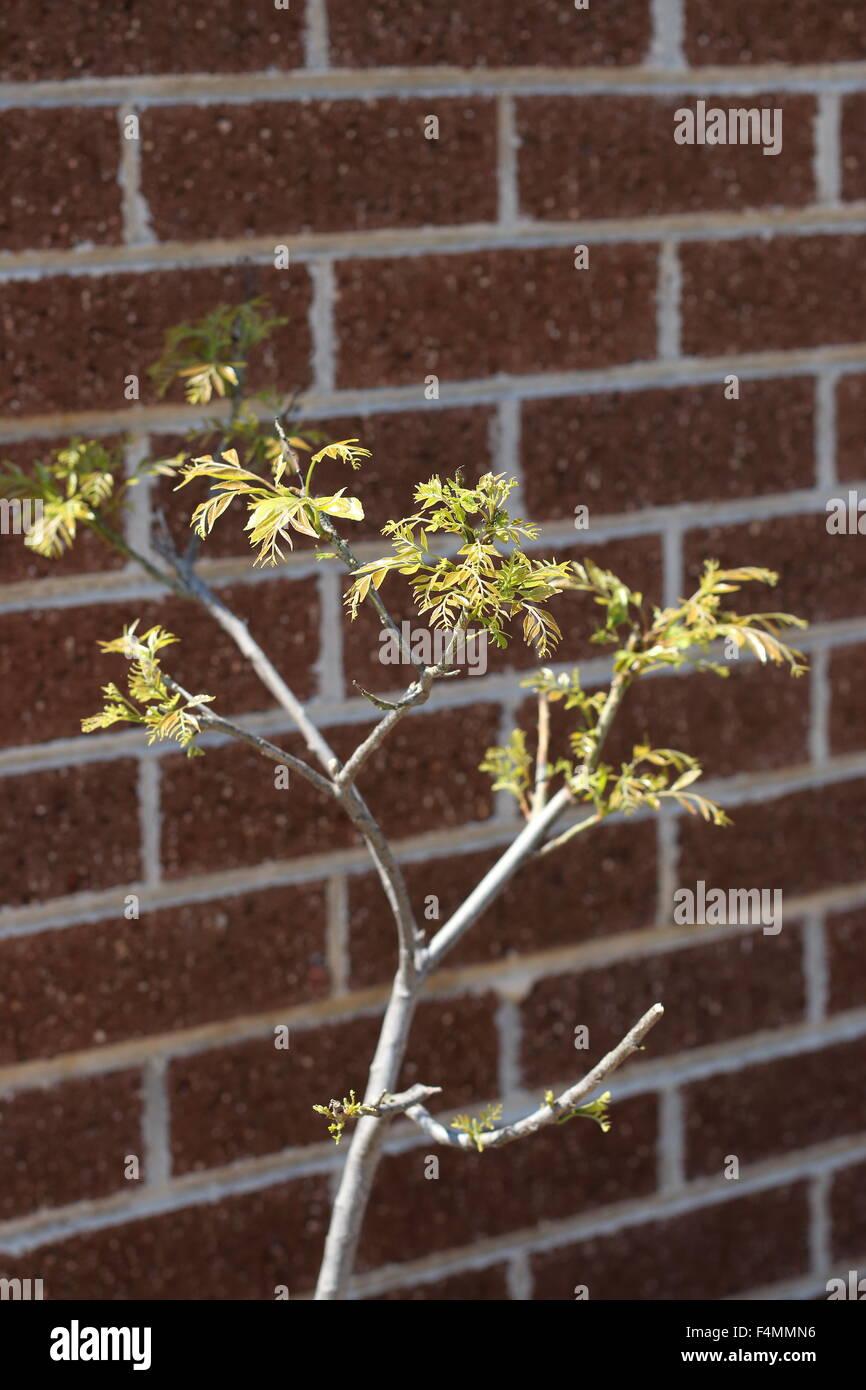 Neubildung von Curry Pflanze - Murraya Koenigii Stockfoto