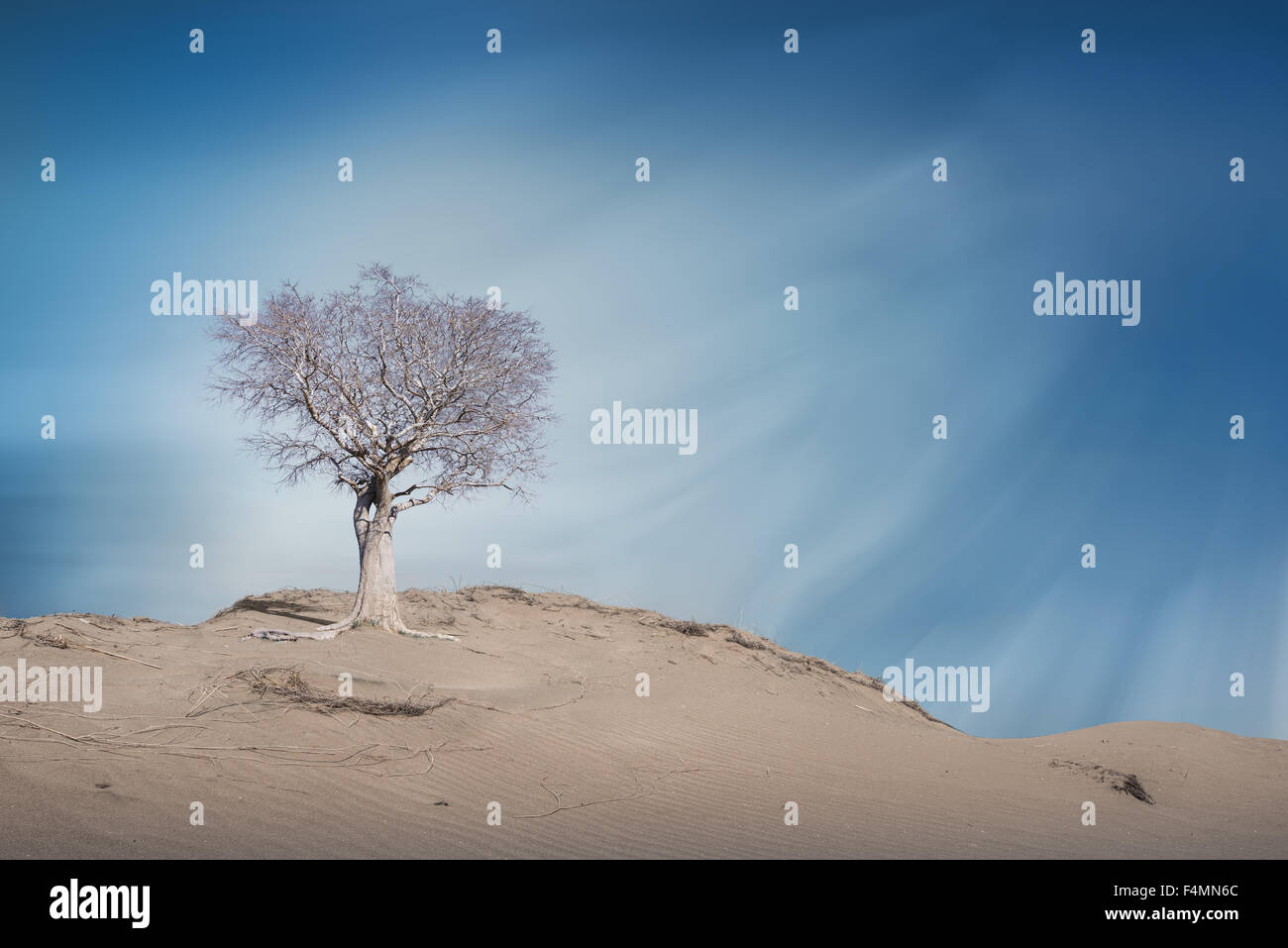 Toter Baum in der Wüste, Stockfoto