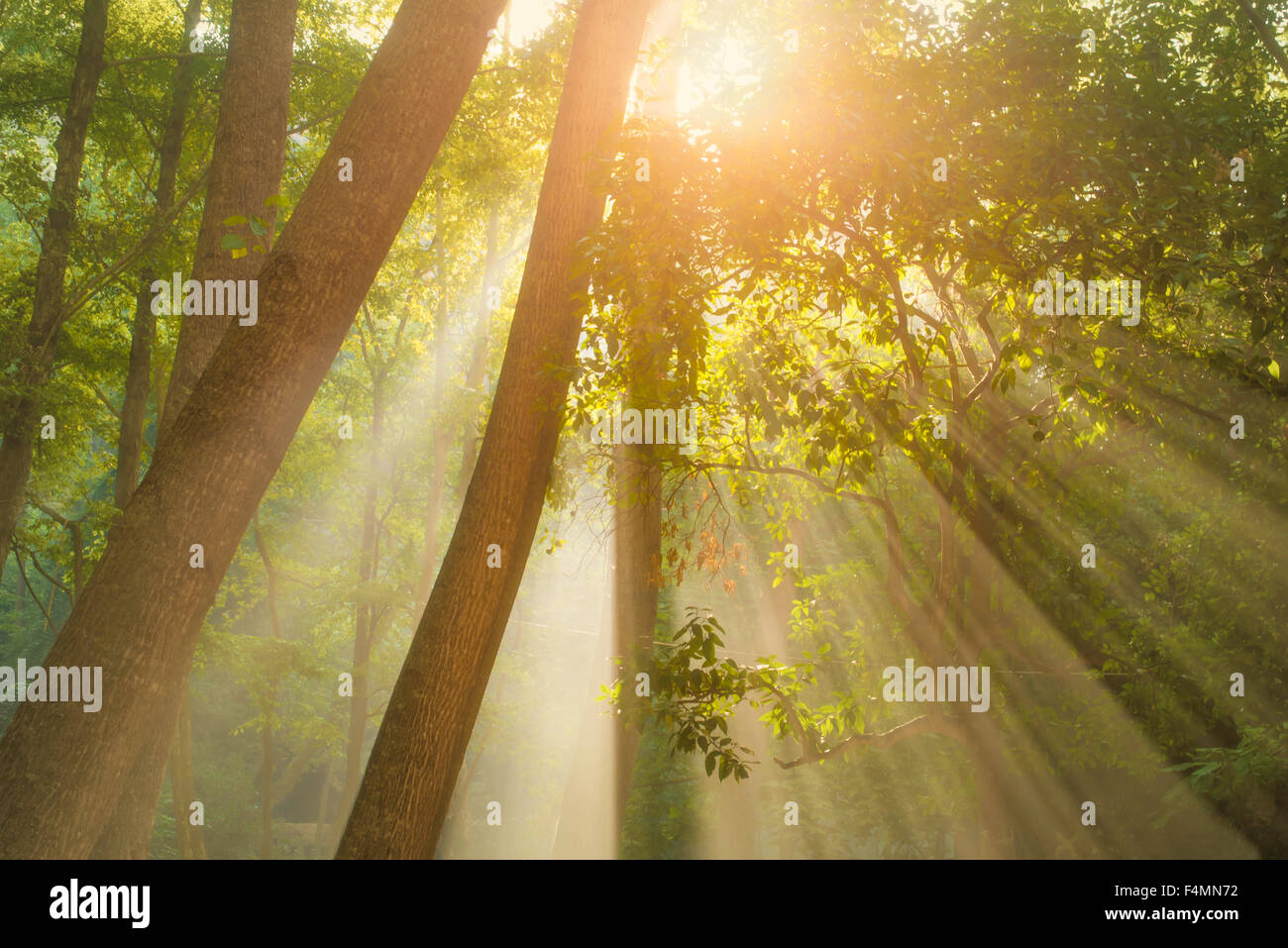 Strahlen des Sonnenlichts und Green Forest Stockfoto