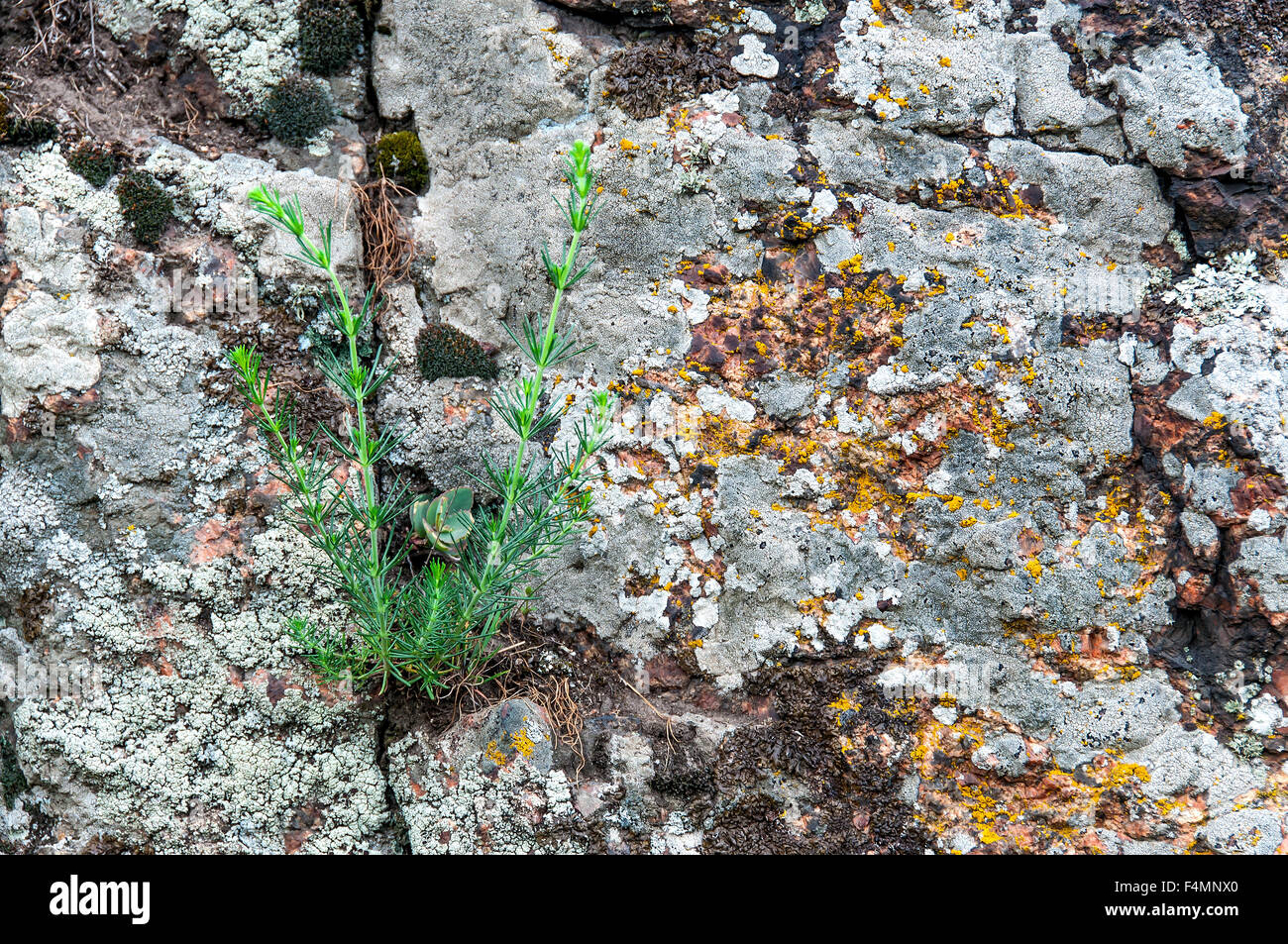 Zusammenfassung Hintergrund rote Granit Moos und Gras Stockfoto