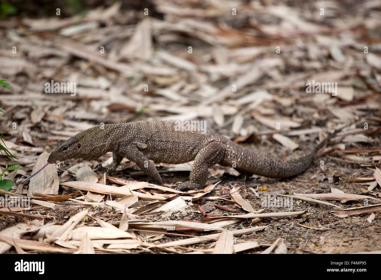 Komodo Dragon @ Singapore Botanic Gardens Stockfoto