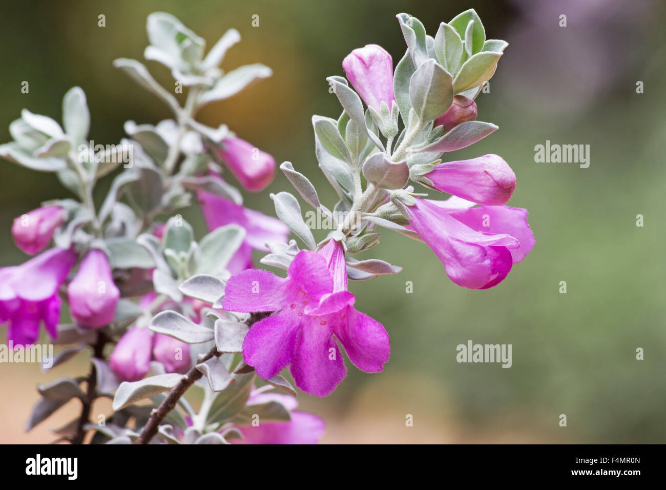 Texas Blattsilber (Leucophillum Fruteses) Pflanzen und Blumen Stockfoto