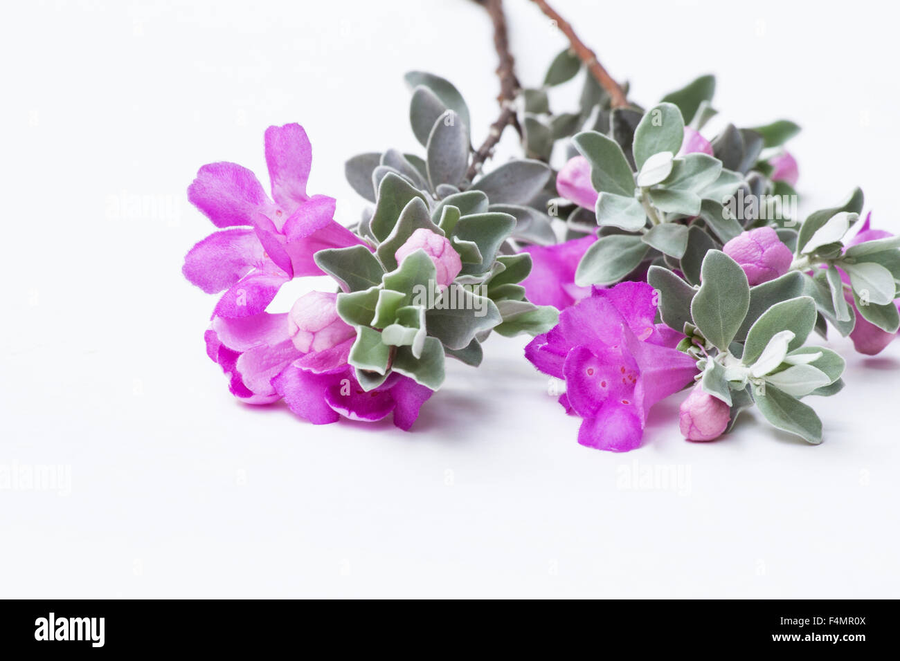 Texas Blattsilber (Leucophillum Fruteses) Blumen auf weißem Hintergrund Stockfoto