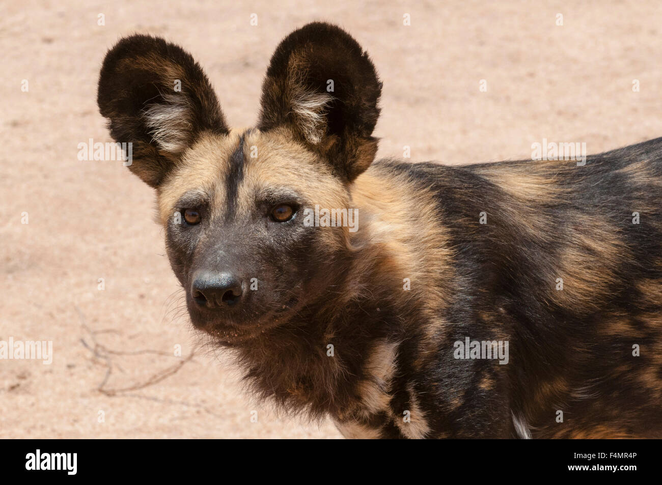 Porträt eines Gefangenen wilden Hundes, LYKAON Pictus, Hoedspruit Endangered Species Centre. Stockfoto