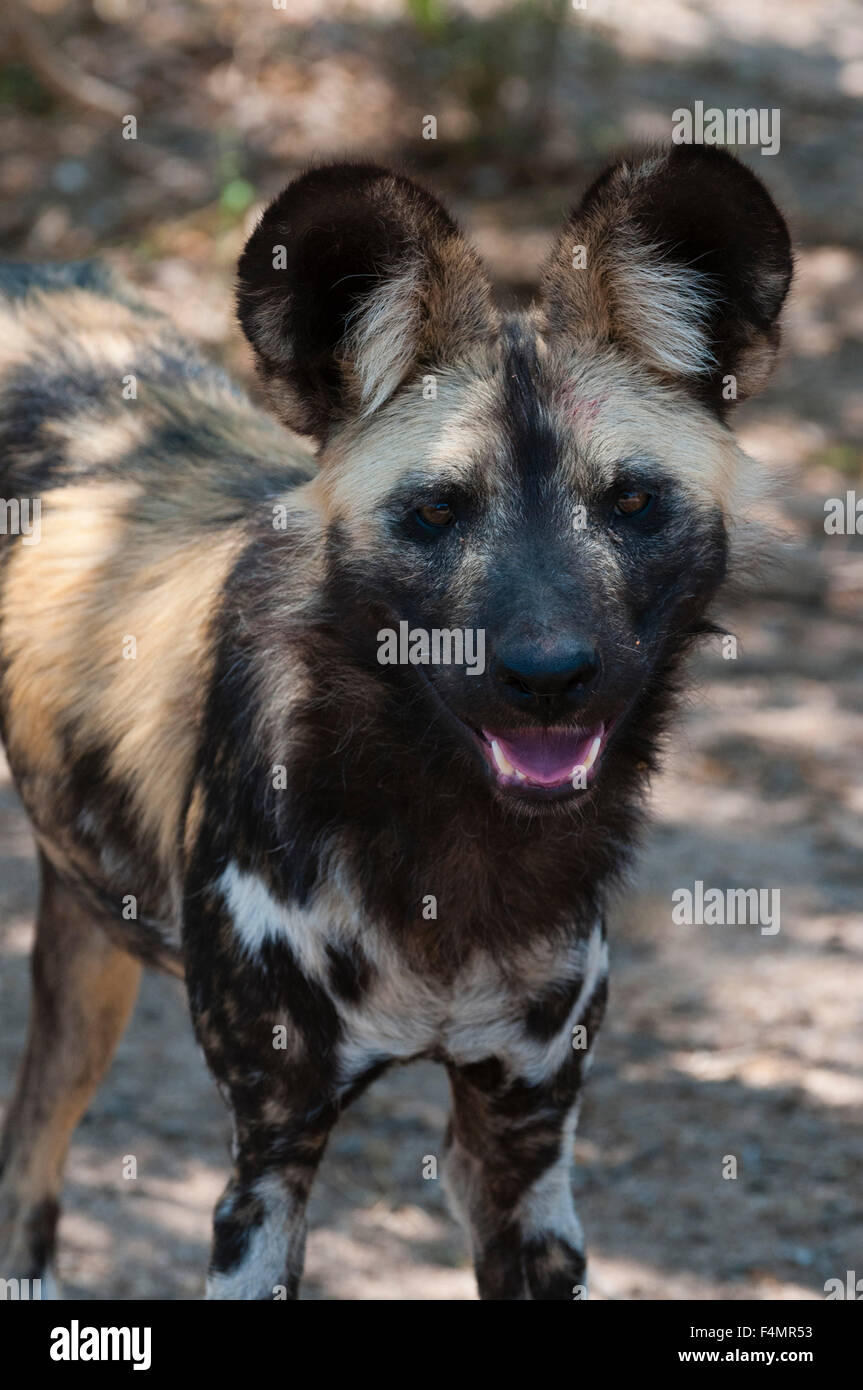 Porträt eines Gefangenen wilden Hundes, LYKAON Pictus, Hoedspruit Endangered Species Centre. Stockfoto