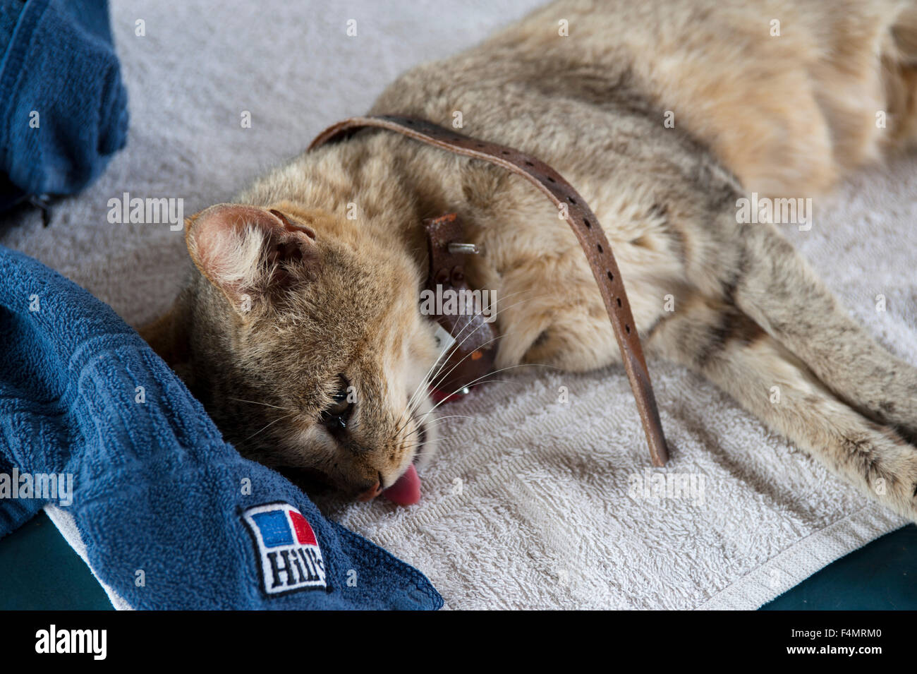 Afrikanische Wildkatze (Felis Lybica), Hoedspruit Endangered Species Centre, Kapama Game Reserve, Südafrika. Stockfoto