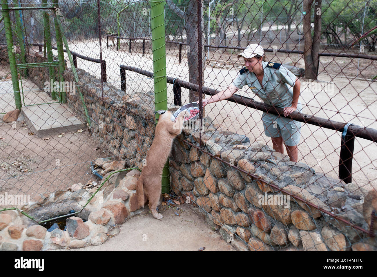 Hoedspruit gefährdeten Arten Zentrum, Kapama Game Reserve, Südafrika. Stockfoto