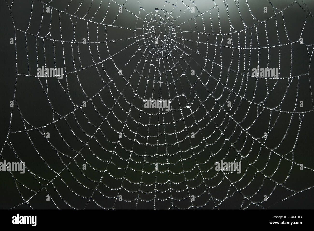 Spider web Stockfoto