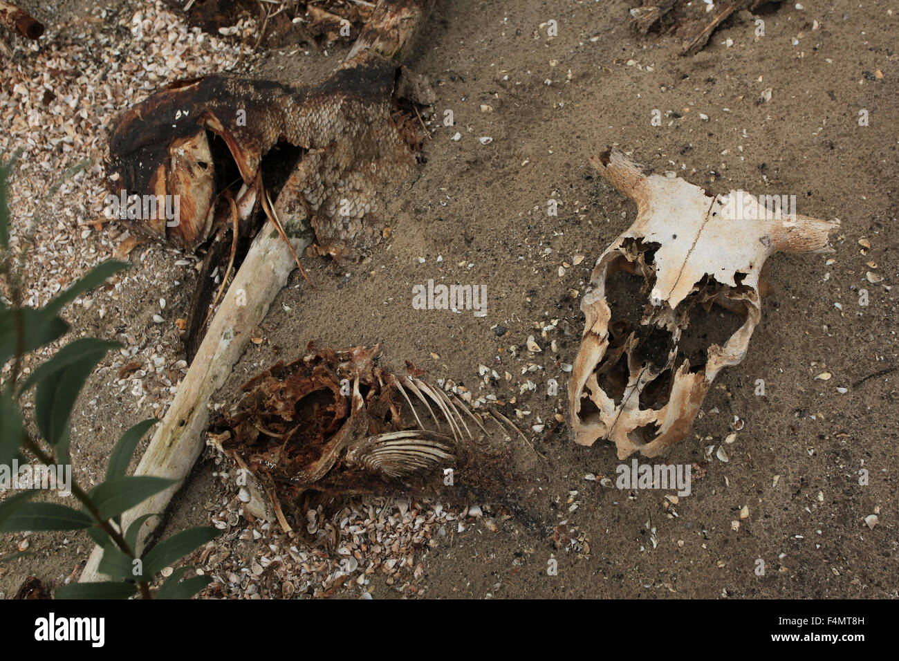 Tierskelette entlang des Ufers der kühlen Seen das Kernkraftwerk Tschernobyl. Prypjat (Fluss), nördlichen Ukraine. Stockfoto