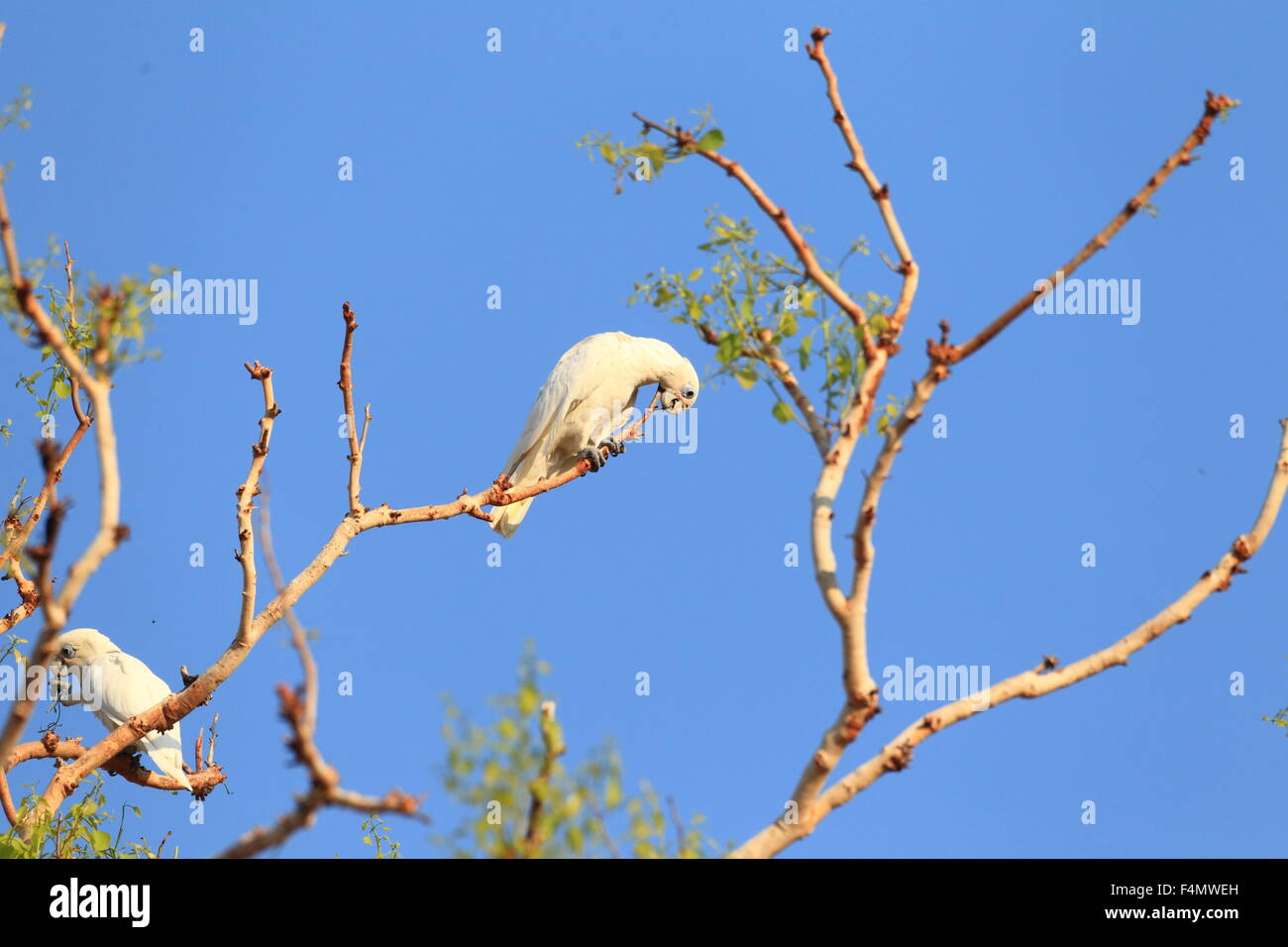 Nacktaugenkakadu (Cacatua sanguineaund) in Australien Stockfoto