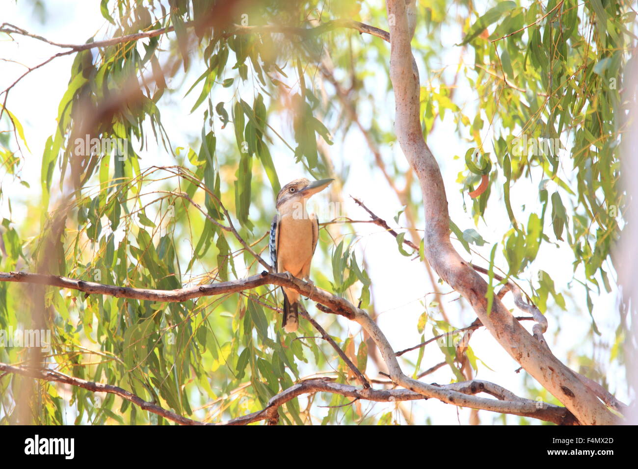 Blue-winged Kookaburra (Dacelo Leachii) in Darwin, Australien Stockfoto