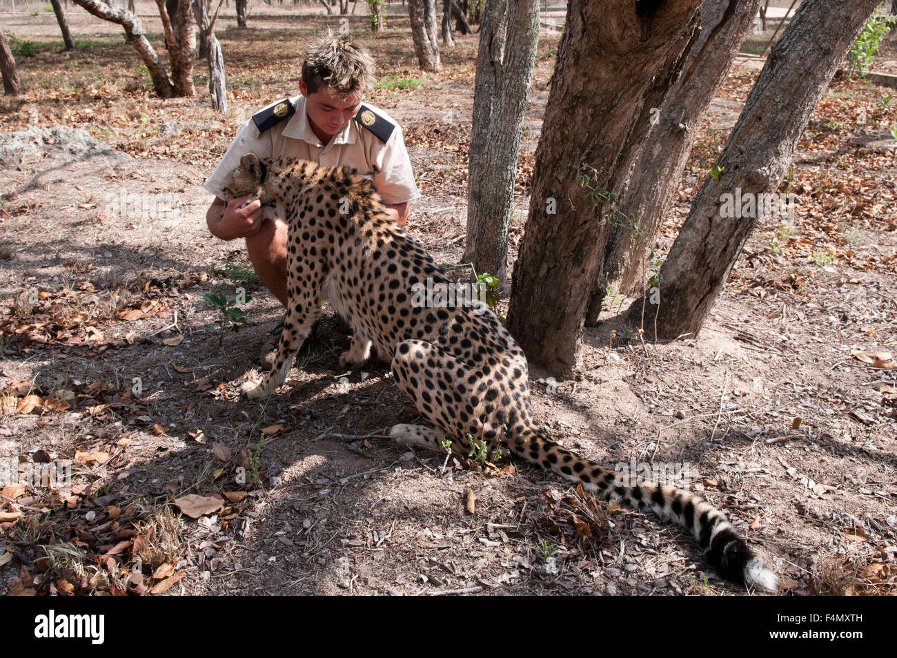 Ranger mit Cheetah (Aciynonyx Jubatus) Hoedspruit Endangered Species Centre, Kapama Game Reserve, Südafrika. Stockfoto