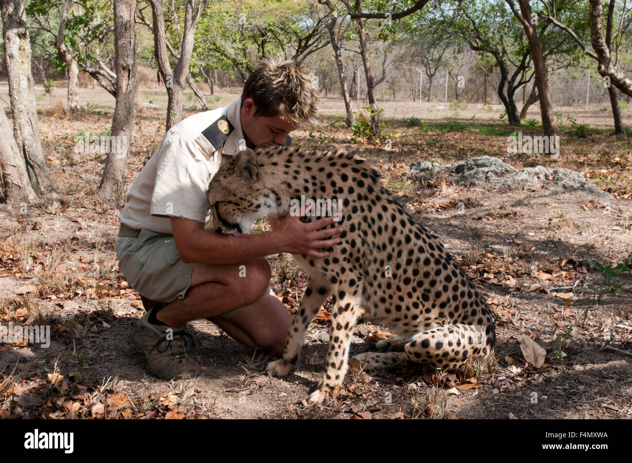 Ranger mit Cheetah (Aciynonyx Jubatus) Hoedspruit Endangered Species Centre, Kapama Game Reserve, Südafrika. Stockfoto