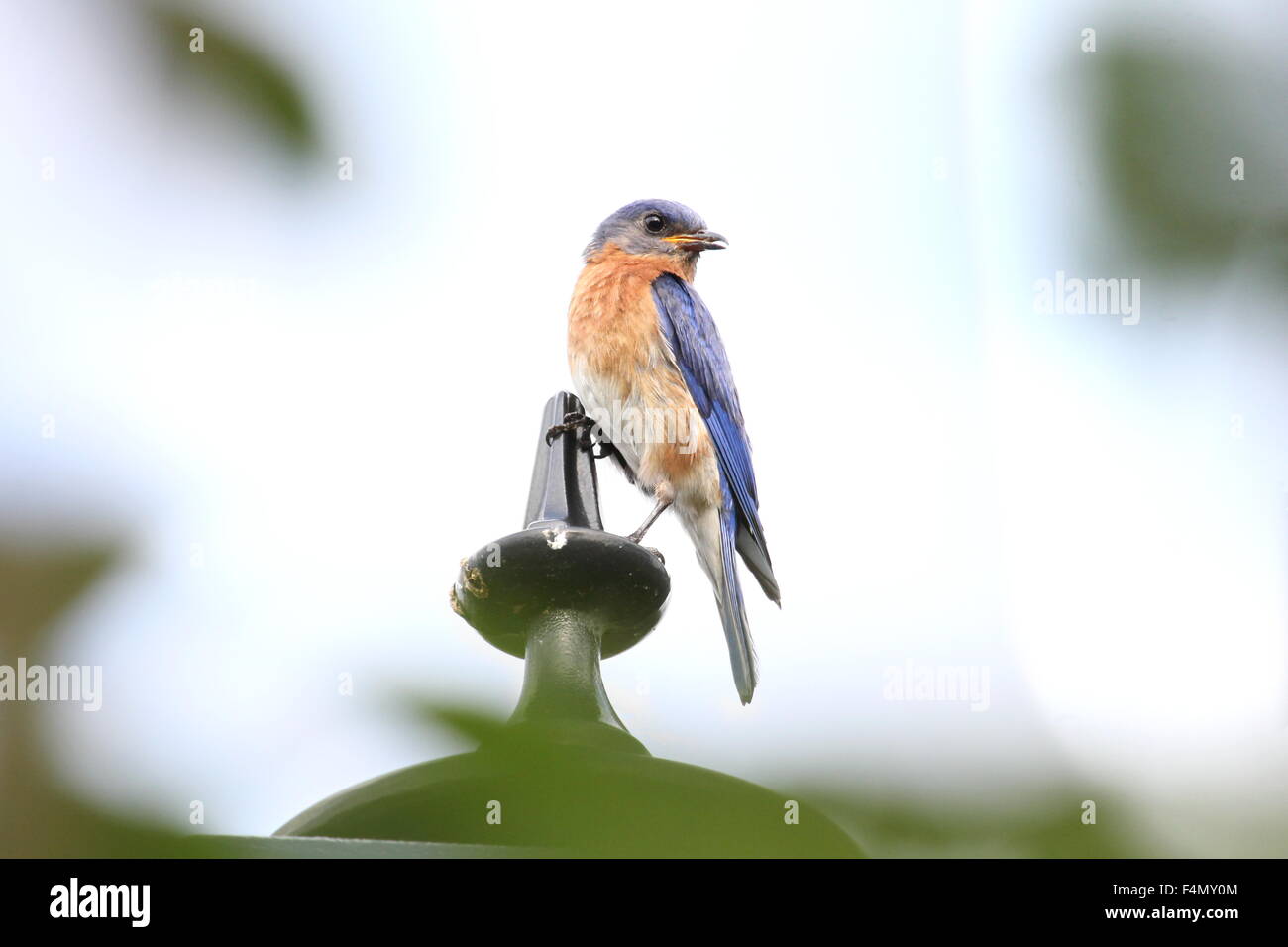 Singende Bluebird thront auf einem Laternenpfahl. Stockfoto