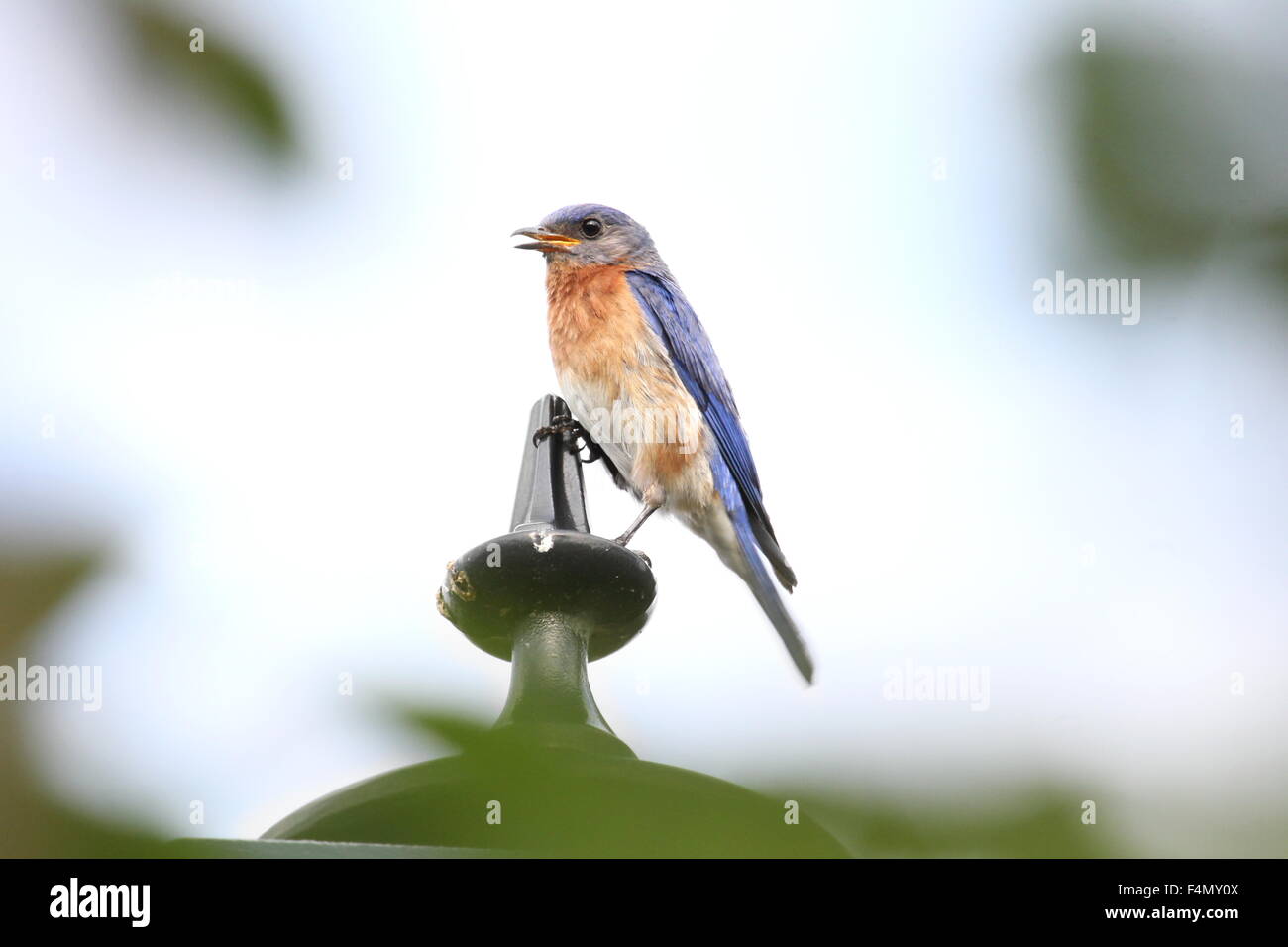 Weibliche Bluebird thront auf einem Laternenpfahl. Stockfoto