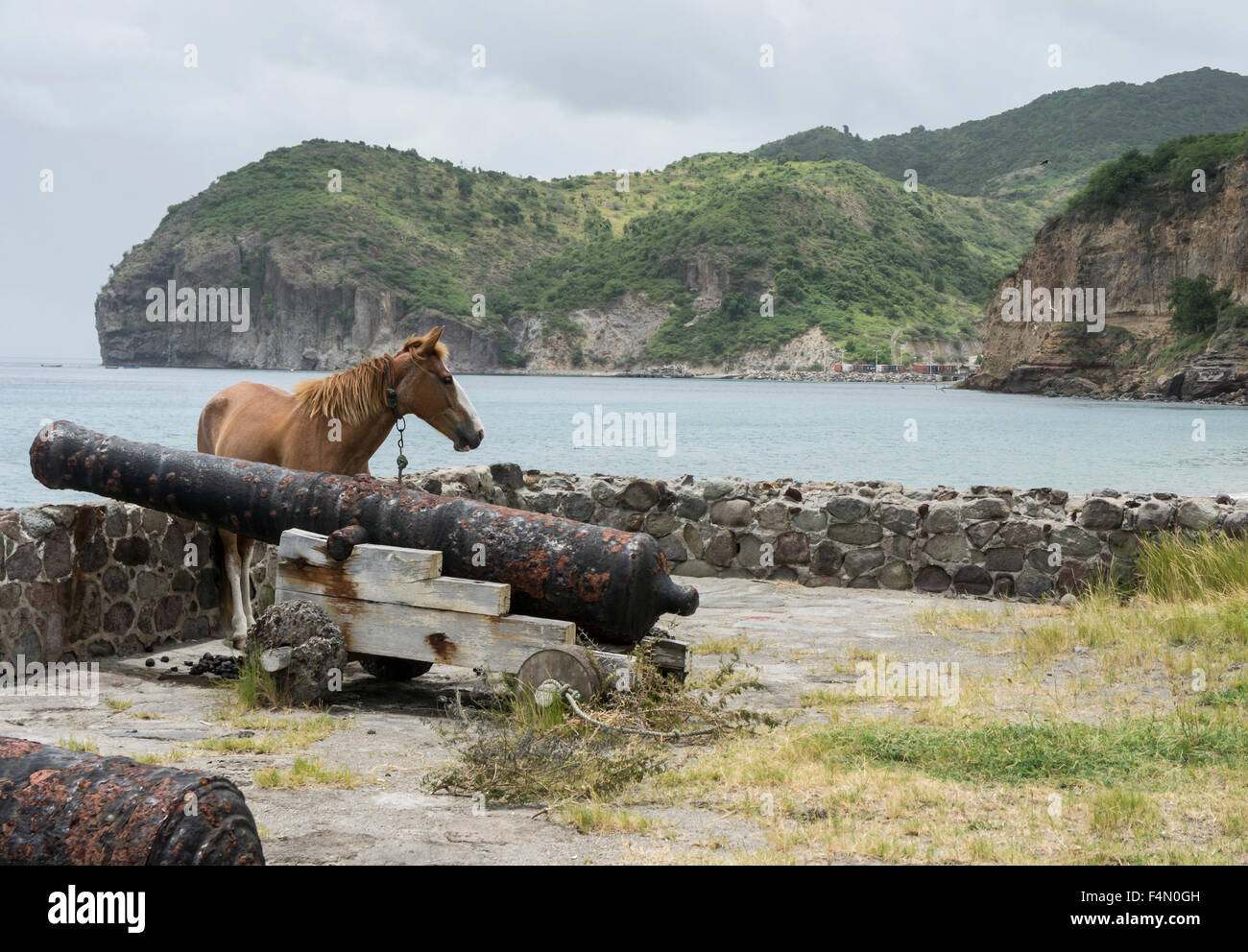 Montserrat, Caribbean. Ein Pferd angebunden durch die alte Kanone auf Carrs Bay. Stockfoto