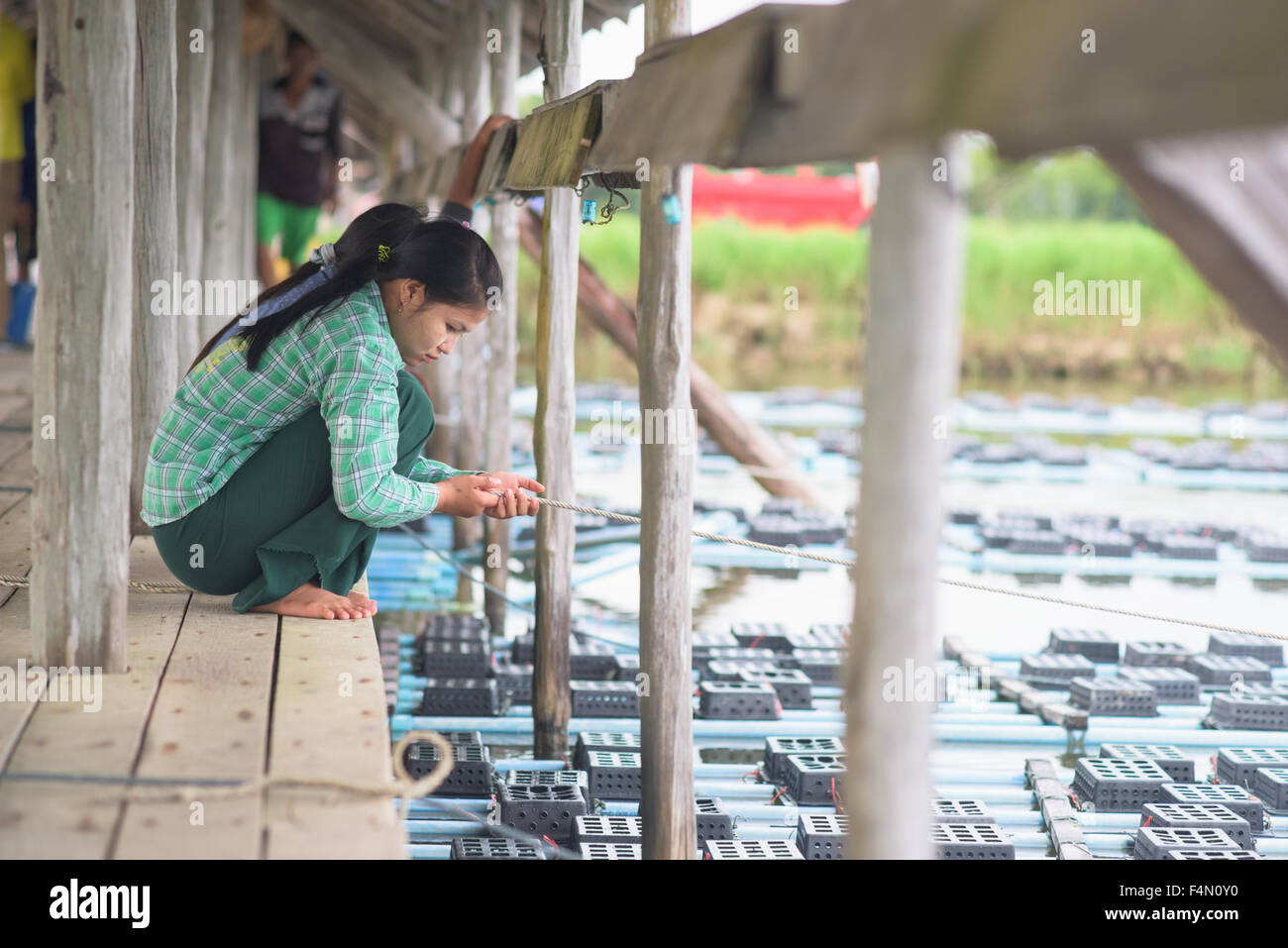 Frauen, die Überprüfung der Käfige in einem soft-Shell Crab Bauernhof in Myeik, eine Gemeinde in der Tanintharyi Region, südlichen Myanmar. Stockfoto