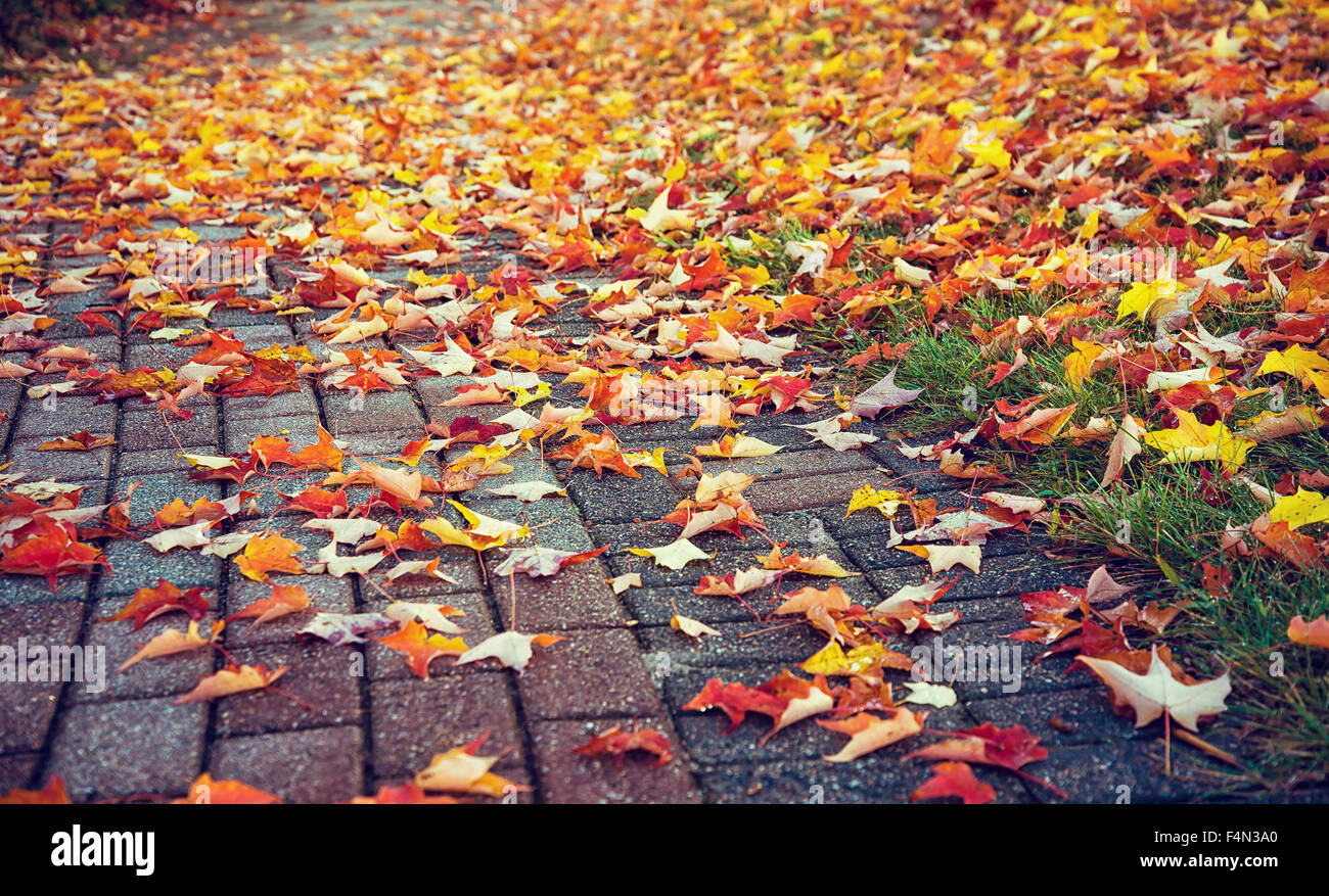 Gehweg, bedeckt mit bunten Herbstlaub Ahorn Stockfoto