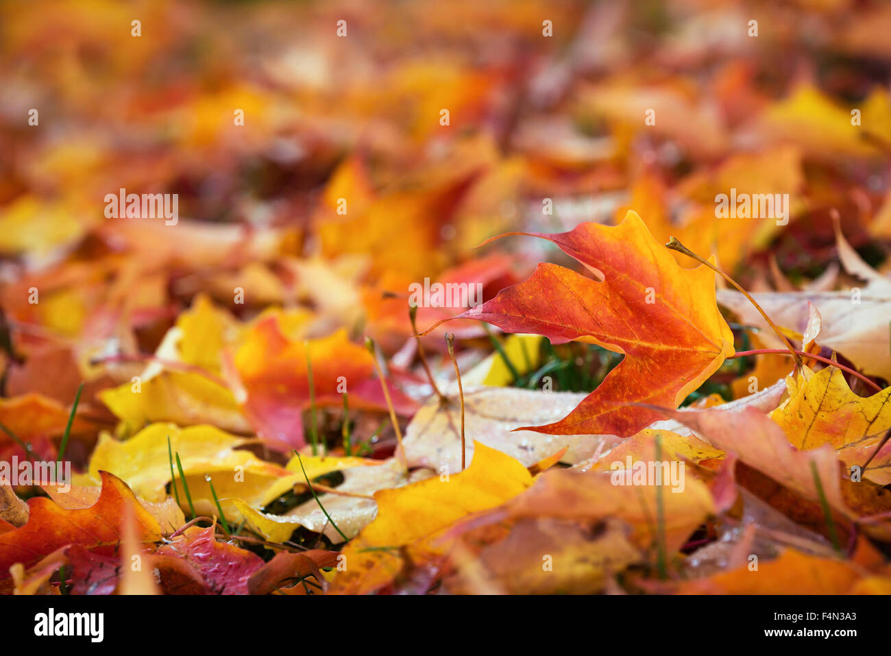 Bunte Herbstblätter Natur Hintergrund Stockfoto