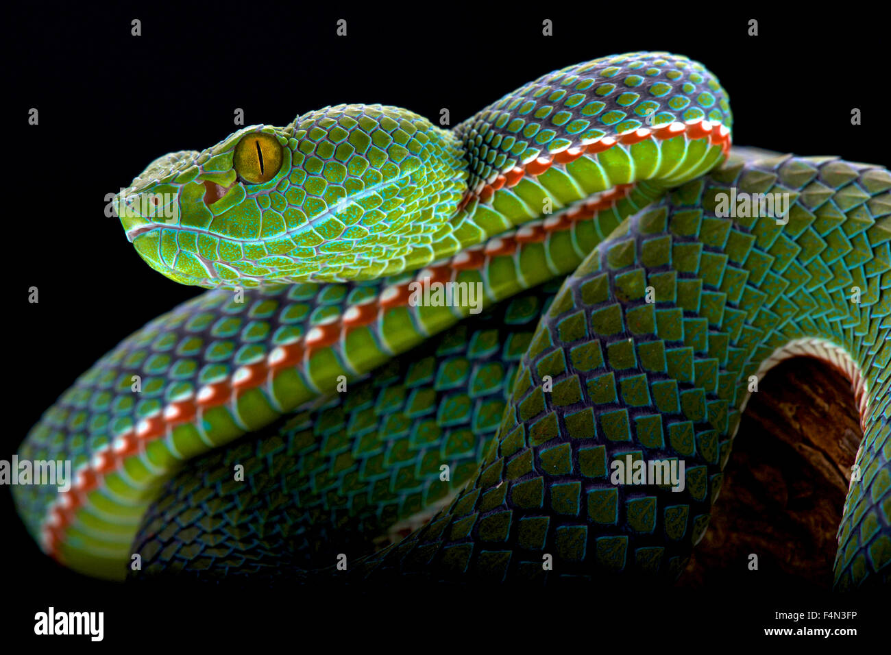 Siamesische Halbinsel Pitviper (Popeia Fucata) Stockfoto