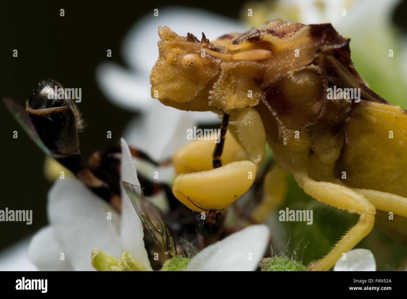 Ambush Bug hat eine Biene auf einer Blume Aster gefangen und ist genoss den kill Stockfoto