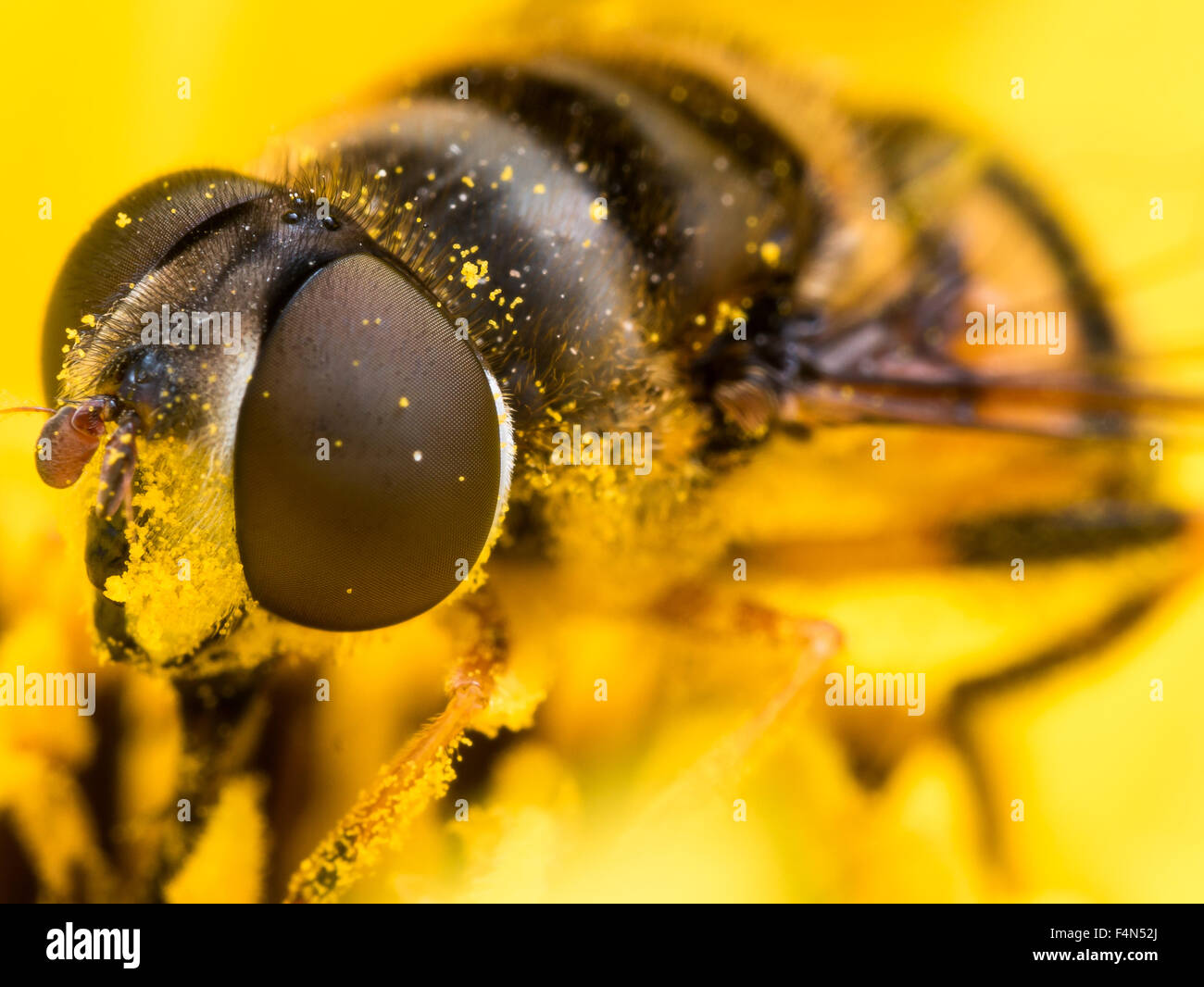 Hoverfly mit großen roten Augen Komplex ist leuchtend gelben Pollen bedeckt. Stockfoto