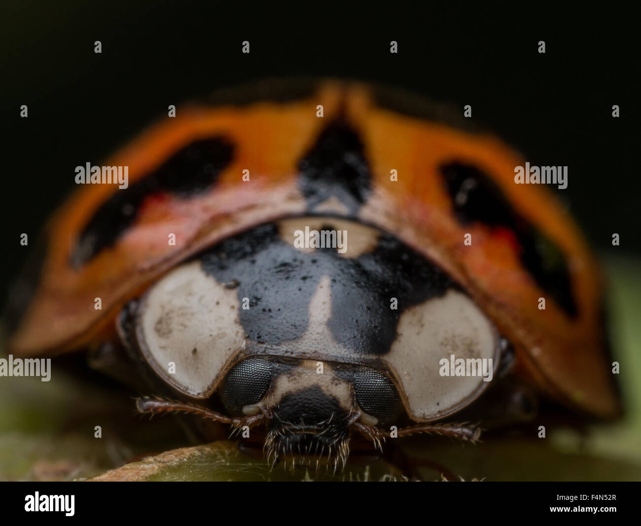 Vorderansicht des Asian Lady Beetle auf Blatt Stockfoto