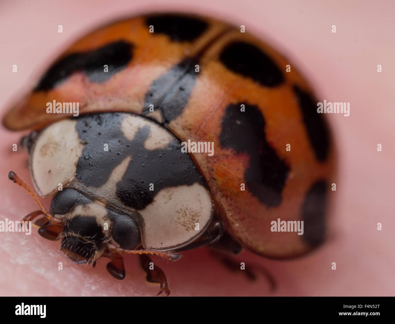Asiatische Marienkäfer Nahaufnahme auf Haut Stockfoto
