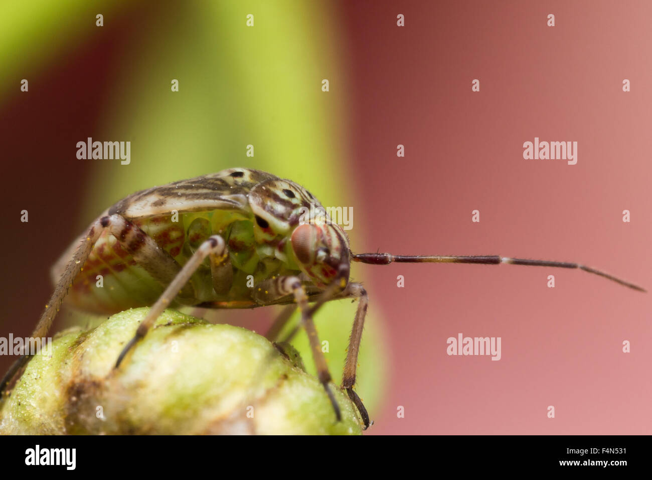 Angeschlagene Pflanze Bug mit schönen Färbung krabbelt auf angehende Blume Stockfoto