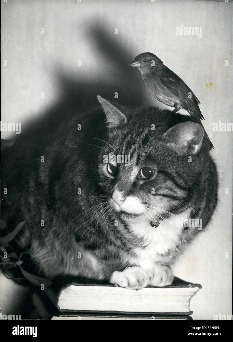 24. Februar 1972 - der Sperling und die Katze: dieses kleine Spatz wurde von zwei London Schüler mit einer punktierten Lunge gefunden. Sie nahm es mit nach Hause und pflegte es gesund und jetzt weigert sich der Spatz zu lassen. Entgegen den Gesetzen der Natur Prinz der Spatz, wie nichts besseres, als auf Barsch auf den Kopf seines großen Freundes, Kitty, die Katze. © Keystone Bilder USA/ZUMAPRESS.com/Alamy Live-Nachrichten Stockfoto